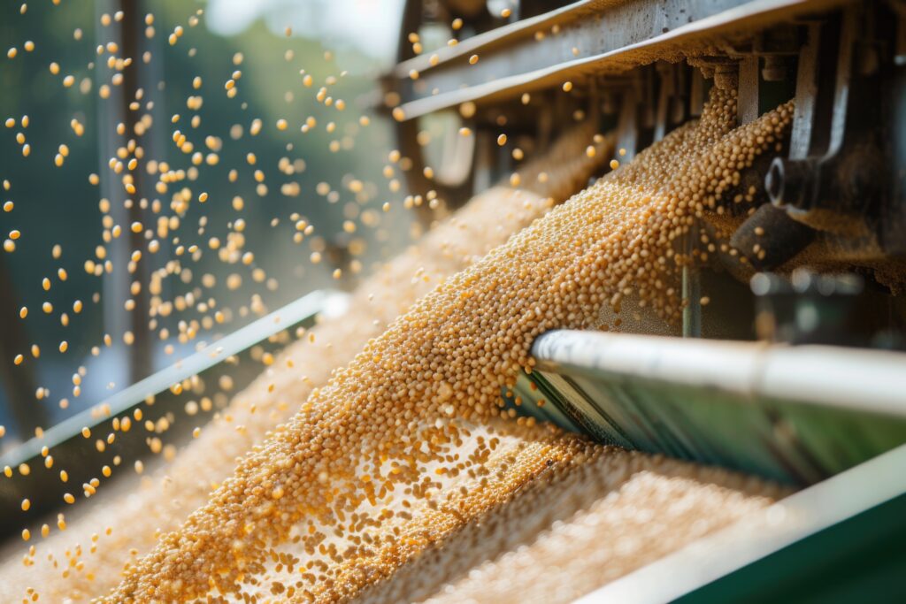 Soybeans Being Processed In An Agricultural Facility.